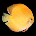 golden discus